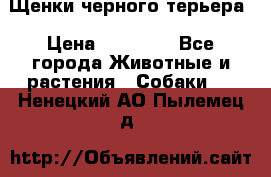 Щенки черного терьера › Цена ­ 35 000 - Все города Животные и растения » Собаки   . Ненецкий АО,Пылемец д.